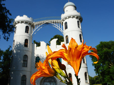 Foto Blumen auf der Pfaueninsel - Berlin