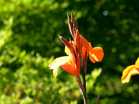 Fotos Planten un Blomen - Wiese am Parksee