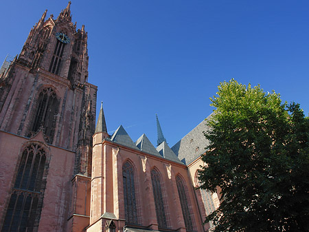 Foto Kaiserdom St. Bartholomäus mit Baum