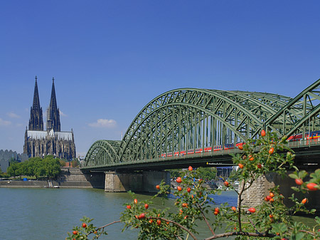 Strauch vor Hohenzollernbrücke Foto 