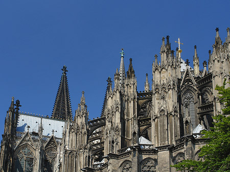 Fotos Kölner Dom mit Baum