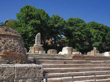 Fotos Bäume im Forum Romanum | Rom