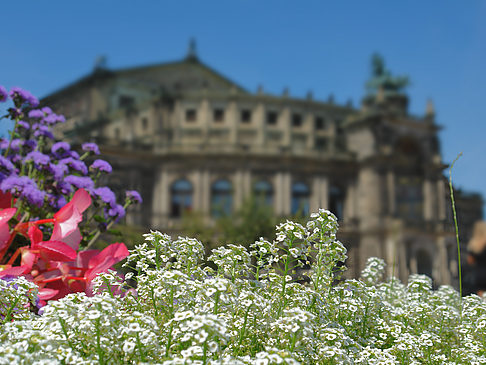 Foto Semperoper mit Blumen - Dresden